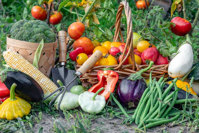 vegetables in a wooden basket, garden tools and gloves
